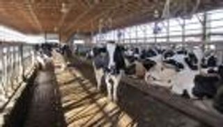 الحمى القلاعية تُغلق حديقتي حيوان في ألمانيا