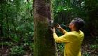 الطريق إلى COP30.. عودة مستدامة لزراعة المطاط بالأمازون البرازيلية