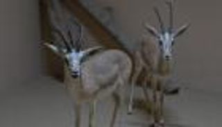 محمية النوادر.. وجهة استثنائية في مهرجان الشيخ زايد