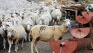 قرار صيني للوقاية من 3 أمراض «مستوردة»