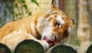 في عيد الحب.. كيف تجعل قلب حبيبتك السابقة وجبة للقطط البرية (فيديو)