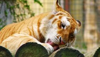 قط بري - أرشيفية