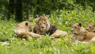 هروب 6 أسود من حديقة الملكة إليزابيث