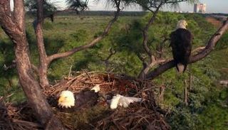 أعشاش نسر ملتحي