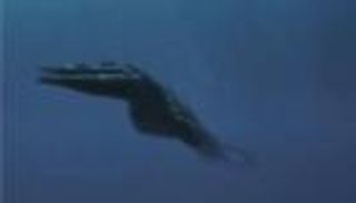 اكتشاف أحفورة زاحف بحري عمره 240 مليون سنة