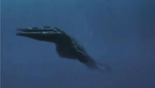 أحفورة زاحف بحري