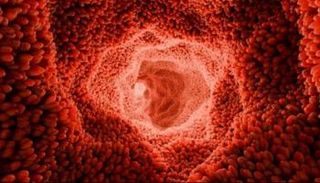 الأمعاء من الداخل