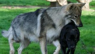 اكتشاف حيوان هجين يجمع بين الذئب والكلب