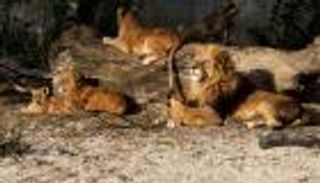 مصر.. تفاصيل إعدام 13 أسدا في حديقة حيوان الجيزة