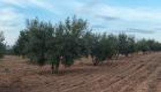 500 ألف طن من الزيتون.. تونس تحتفل بموسم استثنائي يعيد مجد «الذهب الأخضر»