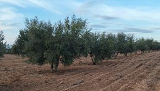 أشجار الزيتون في تونس