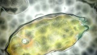 ميكروبات عمرها 40 ألف عام تعود إلى الحياة