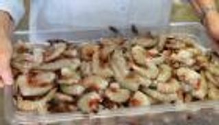 رسوم ترامب تشعل أسعار الجمبري.. المطاعم بين نار التكلفة ومخاوف الإفلاس