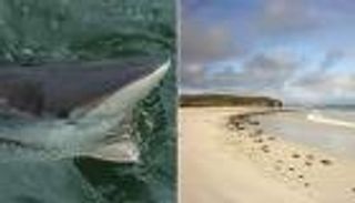 أغرب الحوادث.. قرش يعض رجلا مرتين فيذهب إلى المستشفى للعلاج بمفرده