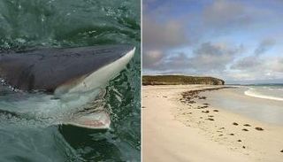 قرش يهاجم راكب أمواج