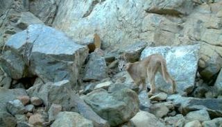 الوشق العربي