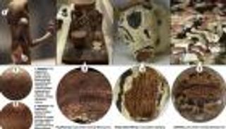 أول دليل على استخدام خشب العنب في طقوس الدفن الفرعونية (خاص)