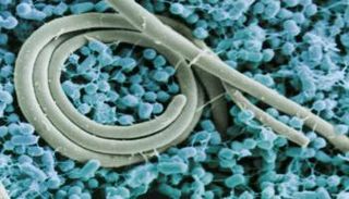 نجاح التجارب السريرية الأولى للقاح يحمي من التيفوئيد والسالمونيلا 