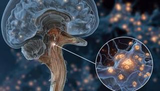 تحديد خلايا عصبية تعمل كمفتاح طبيعي يمكنه إيقاف الألم المزمن.