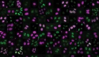 البروتين "KCTD10" يحمي الحمض النووي من خلال عملة كمنظم مرور داخل الخلية