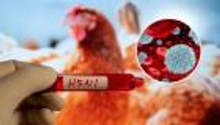 تفشي سلالة «إتش 5 إن 1» من إنفلونزا الطيور شمال العراق