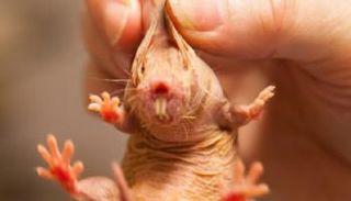 فأر الخلد العاري، يعيش في جحوره المظلمة حتى 37 عاما