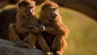 ذعر في دمشق بعد هروب 3 قرود من حديقة الحيوان