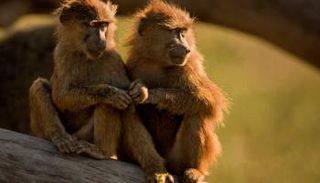 قرود- أرشيفية