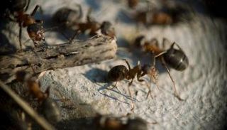 نمل- أرشيفية