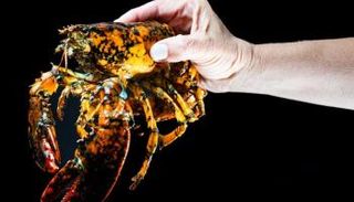 جراد البحر الملون الذي تم اكتشافه