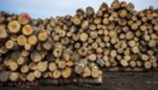 دخول رسوم ترامب الجمركية على الأخشاب حيز التنفيذ.. من الأكثر تضررًا؟