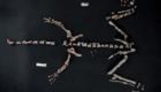 اكتشاف ديناصور نادر يعود إلى أقدم العصور في جبال الأنديز