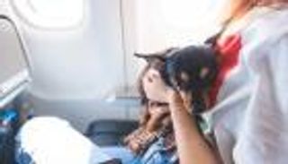 أوروبا.. السماح بالحيوانات الأليفة على متن الرحلات الجوية كـ«أمتعة»