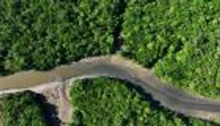 قبل قمة المناخ في البرازيل.. أصوات تحذر من تحويل الغابات إلى مشاريع كربونية (حوار)