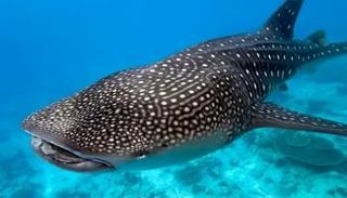 القرش الحوتي - تعبيرية