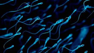 شيخوخة الحيوانات المنوية قد تنقل أمراضا للأبناء