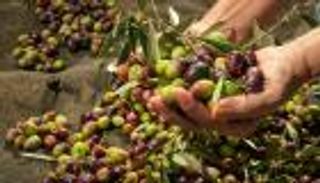 تونس تتوقع إنتاجا قياسيا من زيت الزيتون.. 500 ألف طن هذا الموسم