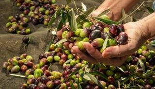 زيت الزيتون