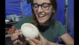 اكتشاف بيضة ديناصور سليمة في الأرجنتين عمرها 70 مليون سنة