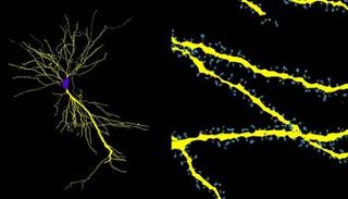برنامج مجاني يُظهر التفاصيل الخفية لهندسة خلايا الدماغ