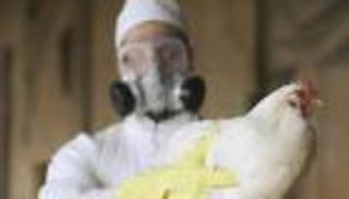 إنفلونزا الطيور تهدد فرنسا.. والسلطات تعلن حالة طوارئ