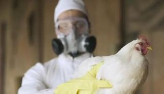 إنفلونزا الطيور