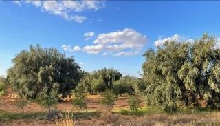 أشجار الزيتون في تونس