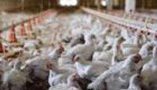 دراسة ليبية تؤكد توطن إنفلونزا الطيور في مزارع طرابلس