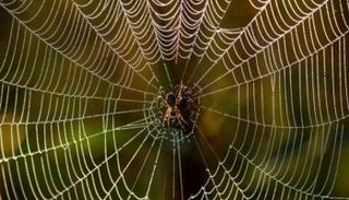 شبكة عنكبوتية