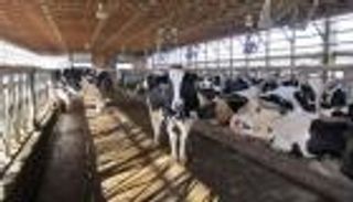 متحور جديد من الحمى القلاعية.. استنفار مصري لمواجهة الخطر