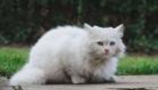 «حضانة القطط».. محكمة تلزم الزوج بنفقة لرعايتها بعد الطلاق