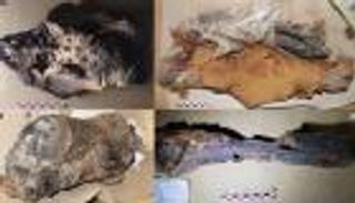 مومياوات أطفال من عهد أمنحتب الثالث تُعيد كتابة التاريخ (خاص)