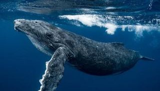 العلماء يفكون شفرة لغة الحيتان