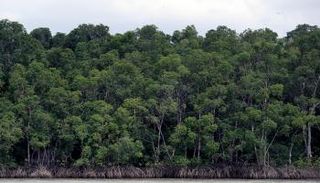 منظر عام لغابة الأمازون بالقرب من بيليم - أ ف ب